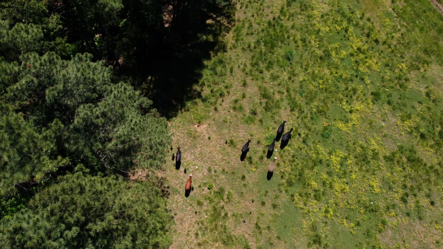 The Thousand Hills herd on pasture from above