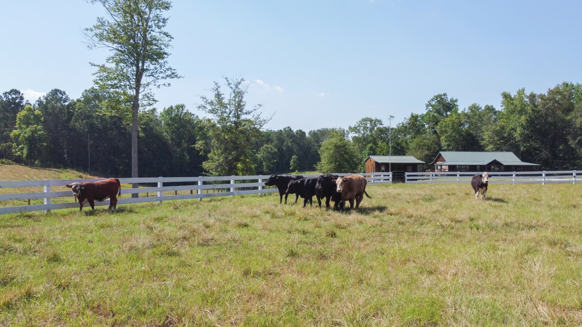 Thousand Hills cattle grazing the pasture in Barnesville, Georgia